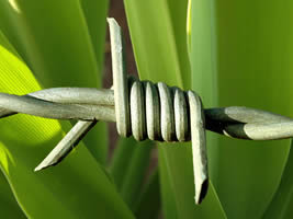 Barbed Wire